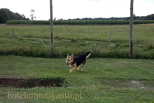 Kubus, sympatyczny psiak chce oddać Ci swoje serdu