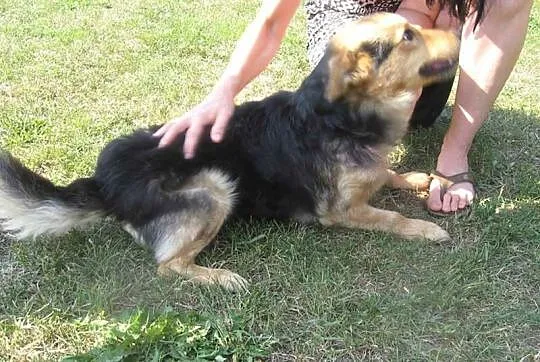 Kubus, sympatyczny psiak chce oddać Ci swoje serdu