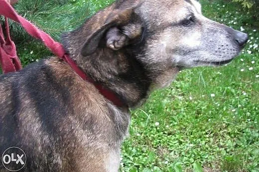 Suczka Amanda - do adopcji , małopolskie Kraków