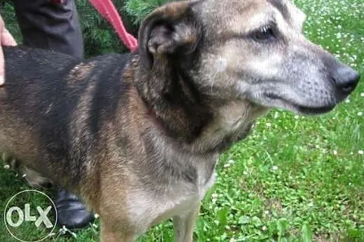 Suczka Amanda - do adopcji ,  małopolskie Kraków