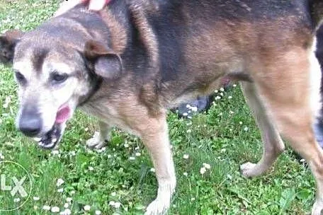 Suczka Amanda - do adopcji ,  małopolskie Kraków