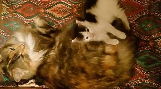 Sprzedam kocurka maine coon, małopolskie Kraków