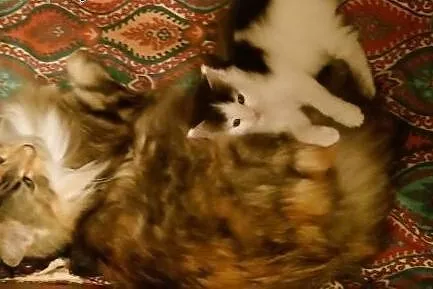 Sprzedam kocurka maine coon,  małopolskie Kraków