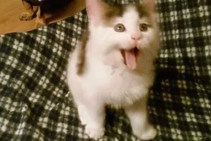 Sprzedam kocurka maine coon,  małopolskie Kraków