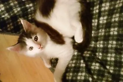 Sprzedam kocurka maine coon,  małopolskie Kraków