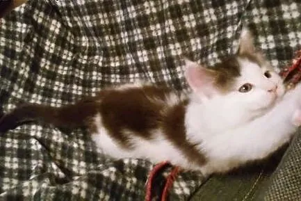 Sprzedam kocurka maine coon,  małopolskie Kraków