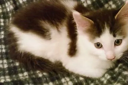 Sprzedam kocurka maine coon,  małopolskie Kraków