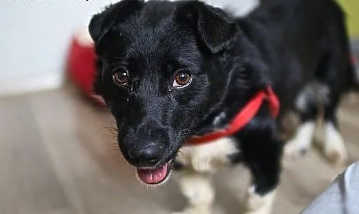 Bem - grzeczny niskopodłogowiec do adopcji :), ma