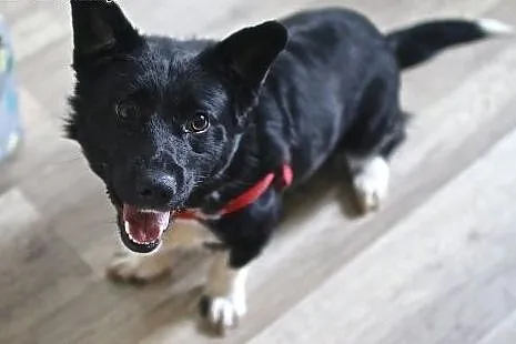Bem - grzeczny niskopodłogowiec do adopcji :),  ma