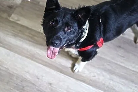 Bem - grzeczny niskopodłogowiec do adopcji :),  ma