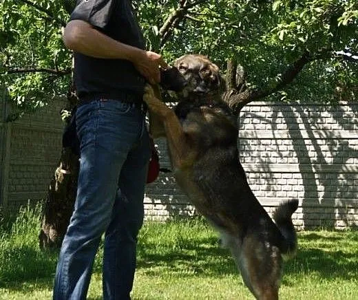 Max -fajny psi kumpel czeka na swojego człowieka,
