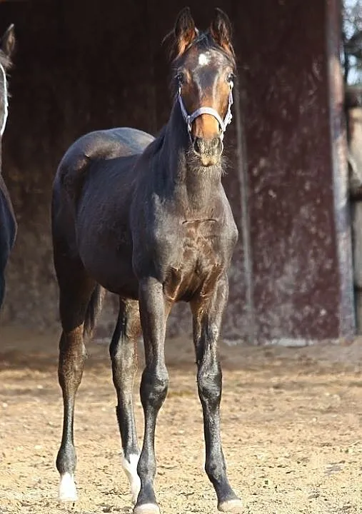 Beautiful colt 2020 für smaler dressage rider, ,