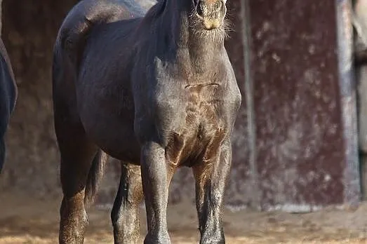 Beautiful colt 2020 für smaler dressage rider, , 