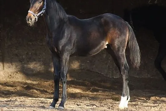 Beautiful colt 2020 für smaler dressage rider, , 