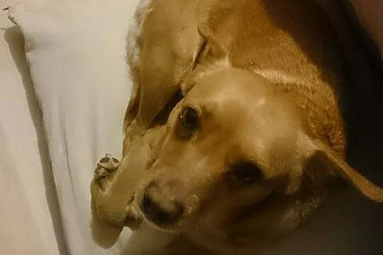 Grzeczna kruszynka Pini szuka wspaniałego domu!