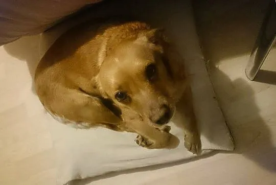 Grzeczna kruszynka Pini szuka wspaniałego domu!
