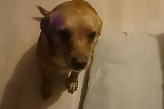 Grzeczna kruszynka Pini szuka wspaniałego domu!