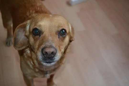 Grzeczna kruszynka Pini szuka wspaniałego domu!