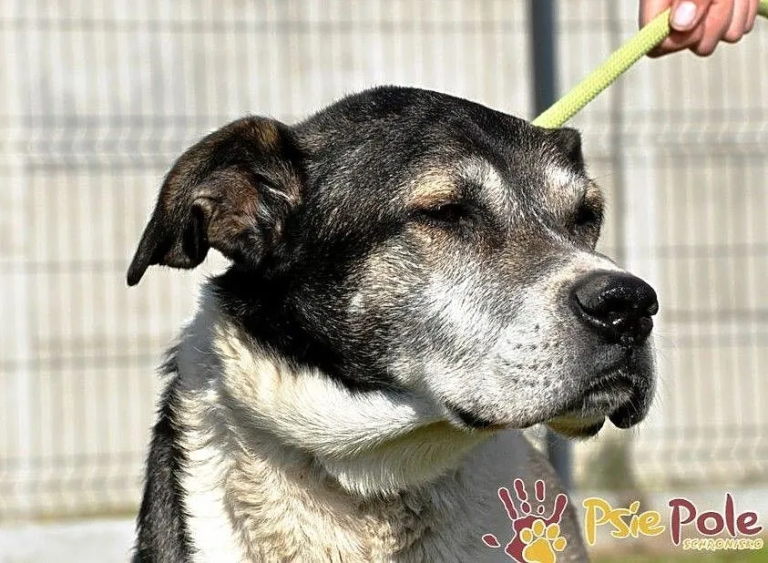 FREDIE-bardzo miły psi staruszek-kochany, grzeczny, przyjazny psiak, adopcja, Małopolskie, Kraków