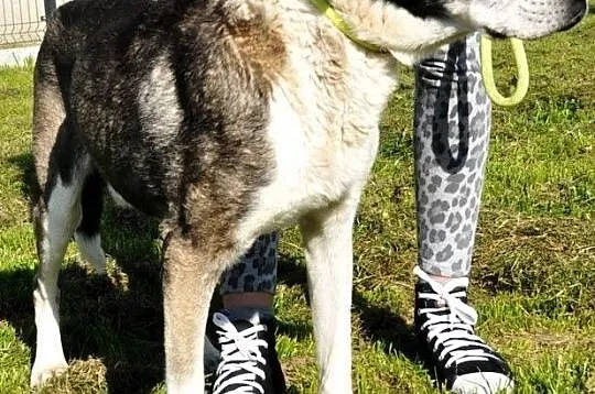 FREDIE-bardzo miły psi staruszek-kochany, grzeczny, przyjazny psiak, adopcja, Małopolskie, Kraków
