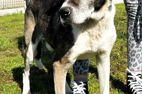 FREDIE-bardzo miły psi staruszek-kochany, grzeczny, przyjazny psiak, adopcja, Małopolskie, Kraków