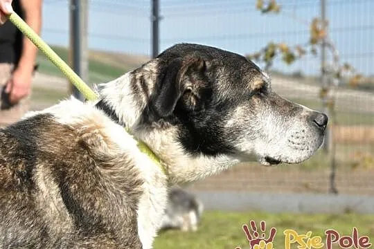 FREDIE-bardzo miły psi staruszek-kochany, grzeczny, przyjazny psiak, adopcja, Małopolskie, Kraków