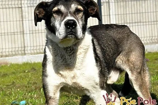 FREDIE-bardzo miły psi staruszek-kochany, grzeczny, przyjazny psiak, adopcja, Małopolskie, Kraków