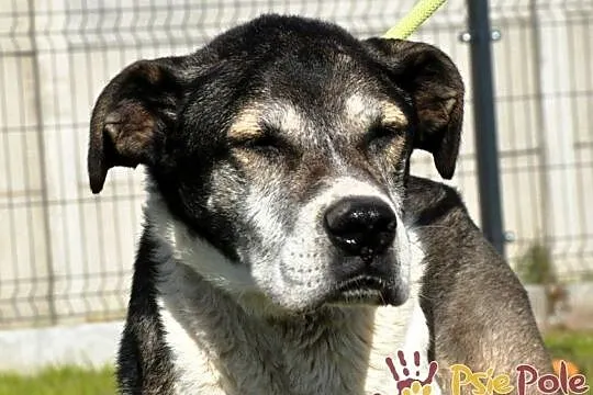 FREDIE-bardzo miły psi staruszek-kochany, grzeczny, przyjazny psiak, adopcja, Małopolskie, Kraków
