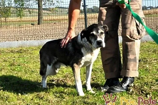 FREDIE-bardzo miły psi staruszek-kochany, grzeczny, przyjazny psiak, adopcja, Małopolskie, Kraków