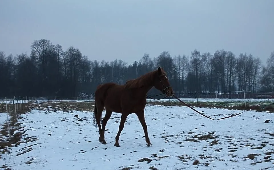 Klacz sp