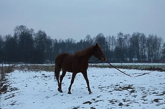 klacz sp