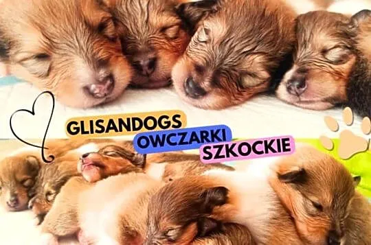 Owczarek skocki, Pomorskie, Pszczółki