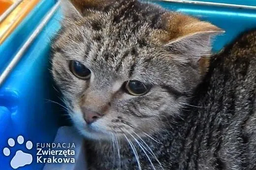 Trochę nieśmiała Lenka,  małopolskie Kraków
