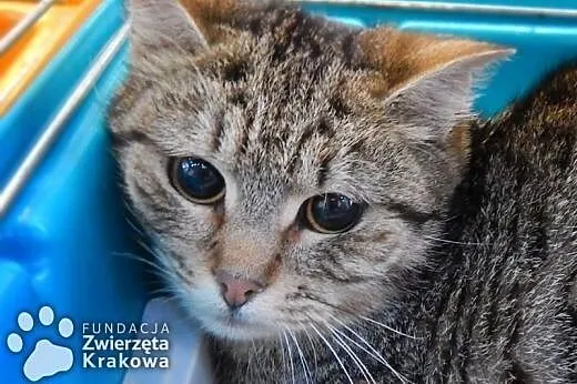 Trochę nieśmiała Lenka,  małopolskie Kraków