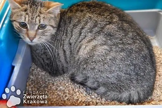 Trochę nieśmiała Lenka,  małopolskie Kraków