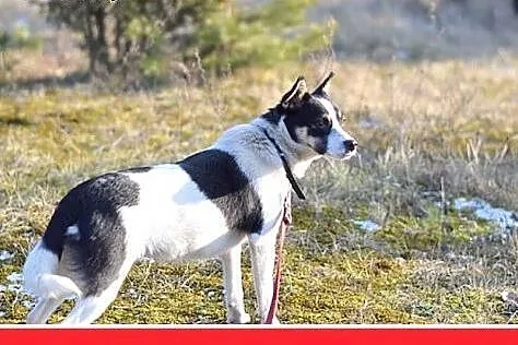 LAURA,7kg,mała,radosna,łagodna suczka do adopcji, 