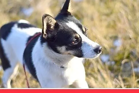 LAURA,7kg,mała,radosna,łagodna suczka do adopcji, 