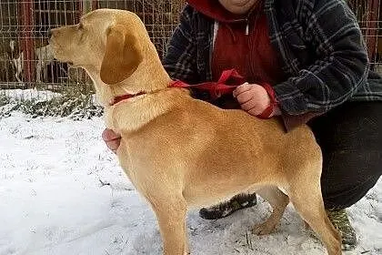 Lary - cudowny biszkoptowy labrador szuka domu