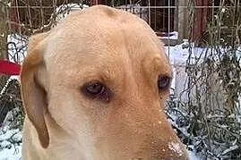 Lary - cudowny biszkoptowy labrador szuka domu