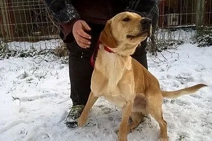 Lary - cudowny biszkoptowy labrador szuka domu