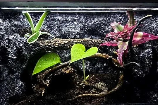 Terrarium tropikalne z wyposażeniem 30x20x20