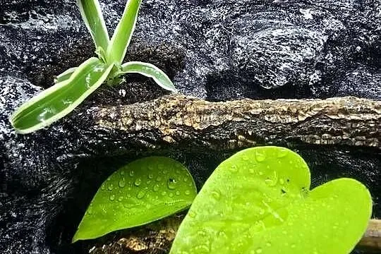 Terrarium tropikalne z wyposażeniem 30x20x20, Wielkopolskie, Ostrów Wielkopolski