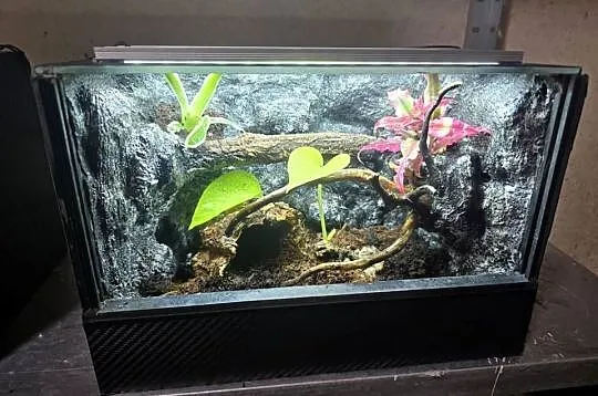 Terrarium tropikalne z wyposażeniem 30x20x20, Wielkopolskie, Ostrów Wielkopolski