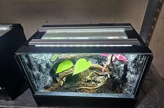 Terrarium tropikalne z wyposażeniem 30x20x20, Wielkopolskie, Ostrów Wielkopolski