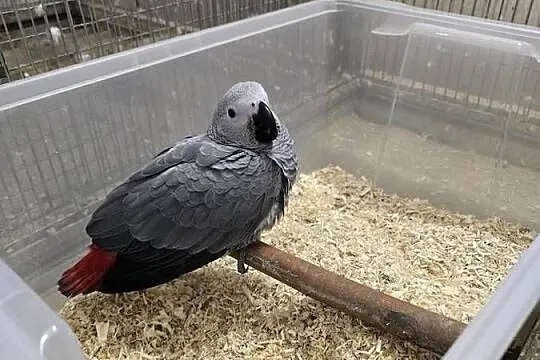 Żako kongijskie  ręcznie karmione