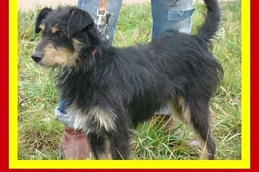 Łagodny,wesoły,milusiński,przytulaśny,towarzyski,piesek TERIK,  dolnośląskie Wrocław