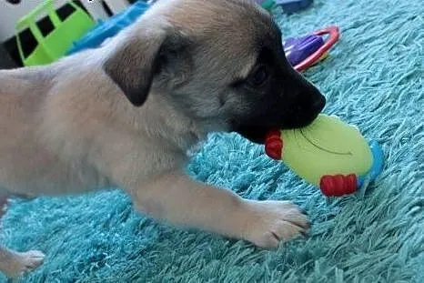 Kosi do adopcji,  śląskie Częstochowa
