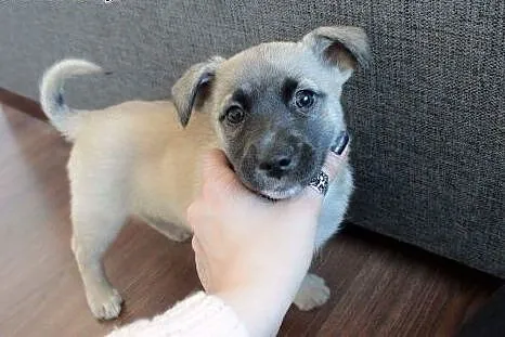 Kosi do adopcji,  śląskie Częstochowa