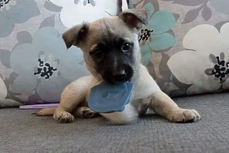 Kosi do adopcji,  śląskie Częstochowa