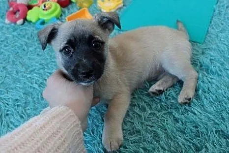 Kosi do adopcji,  śląskie Częstochowa